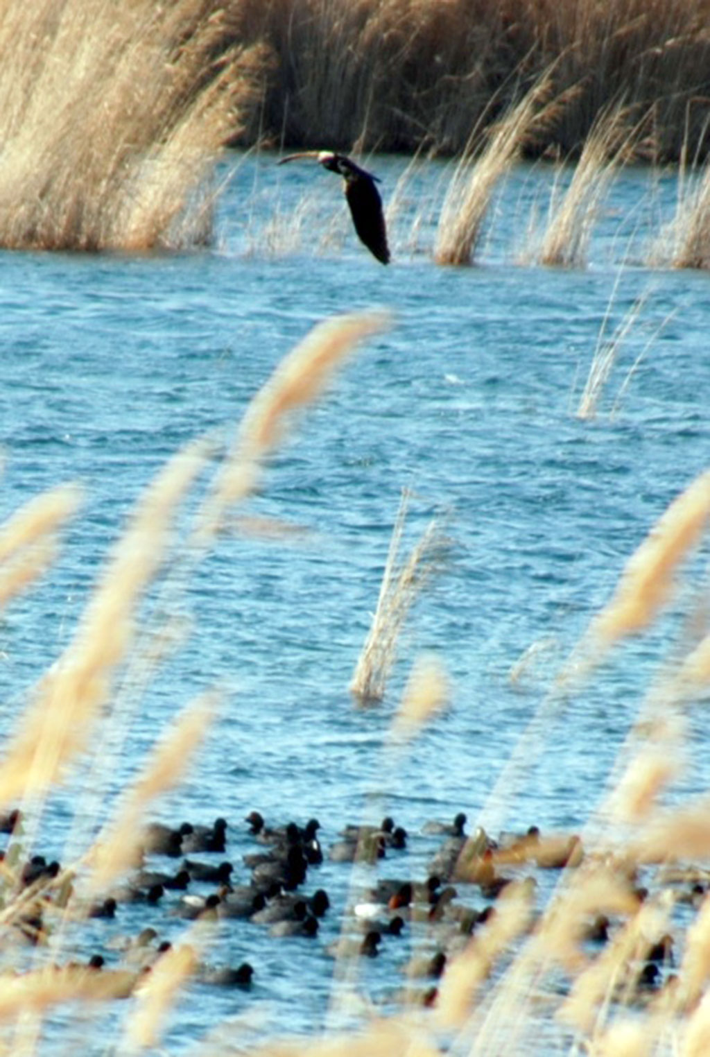 Eraji Nature Preserve: Winter Bird Count