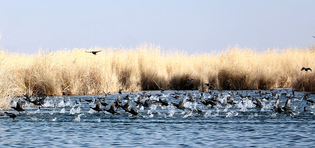 Eraji Nature Preserve: Winter Bird Count