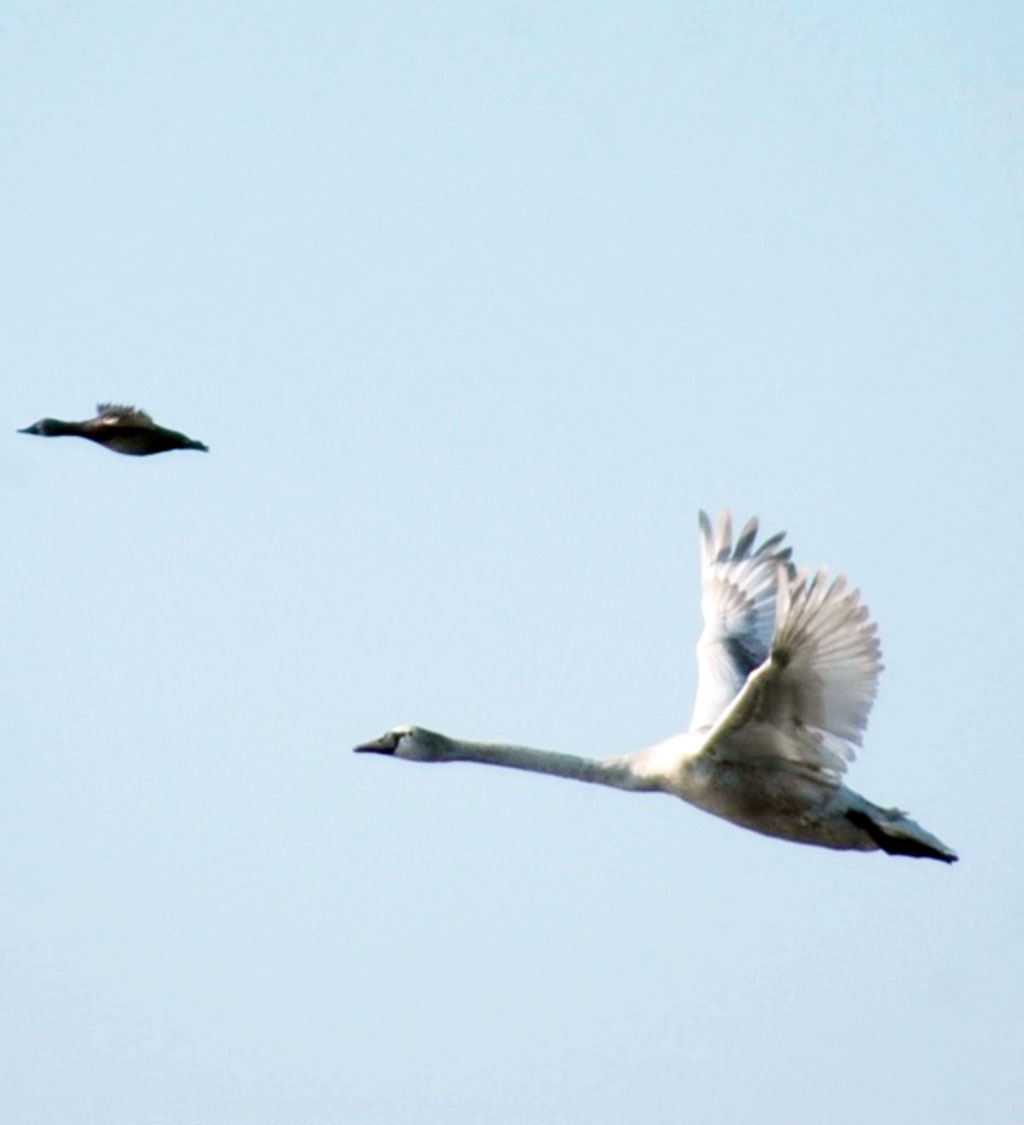 Eraji Nature Preserve: Winter Bird Count