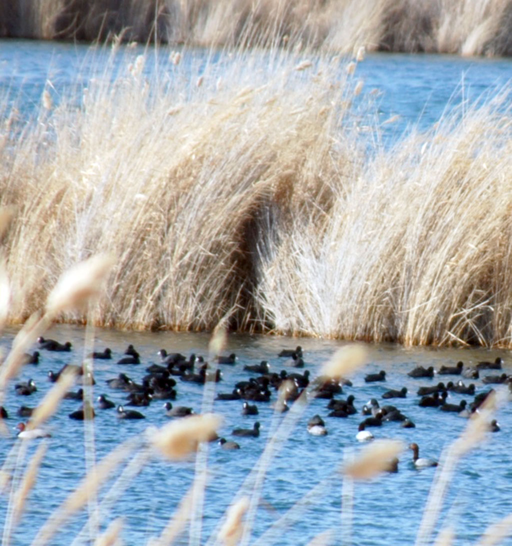 Eraji Nature Preserve: Winter Bird Count