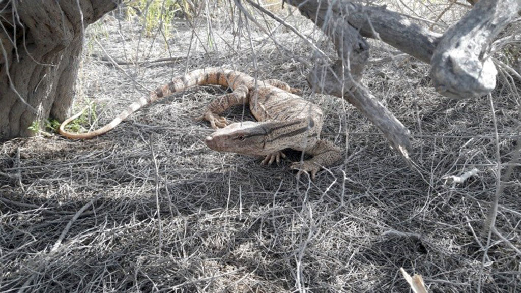 Sebitiň çöllük ekologik ulgamy ÝuNESKO-nyň Bütindünýä mirasynyň Sanawyna girizilmäge hödürlenilýär