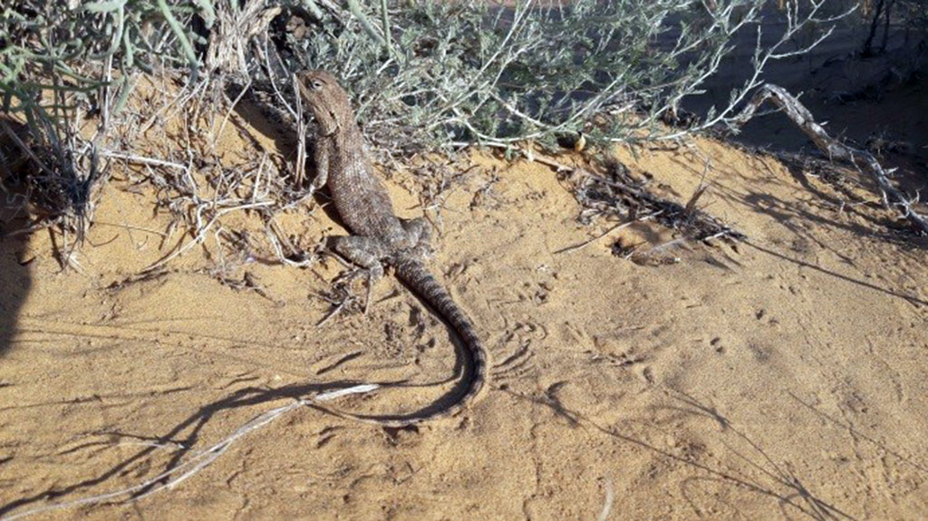 Sebitiň çöllük ekologik ulgamy ÝuNESKO-nyň Bütindünýä mirasynyň Sanawyna girizilmäge hödürlenilýär