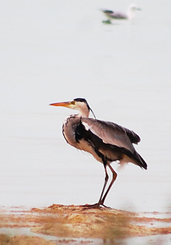 Hazar ýakasynda gyşlan guşlar barada  gyzykly maglumatlar we deňeşdirme seljermesi