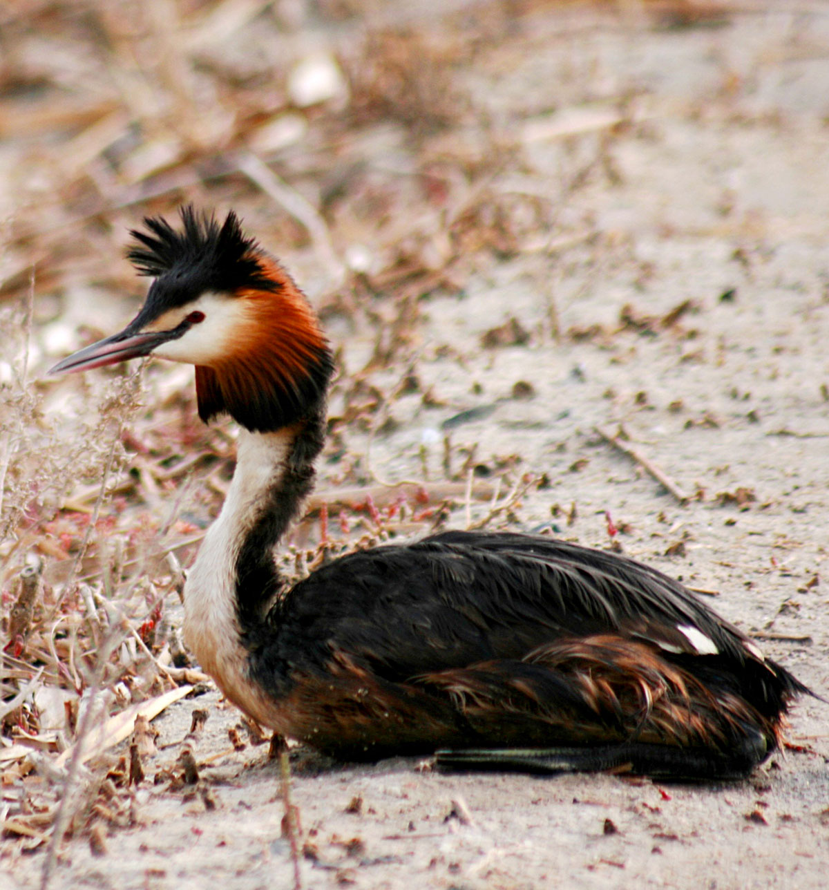 Hazar ýakasynda gyşlan guşlar barada  gyzykly maglumatlar we deňeşdirme seljermesi