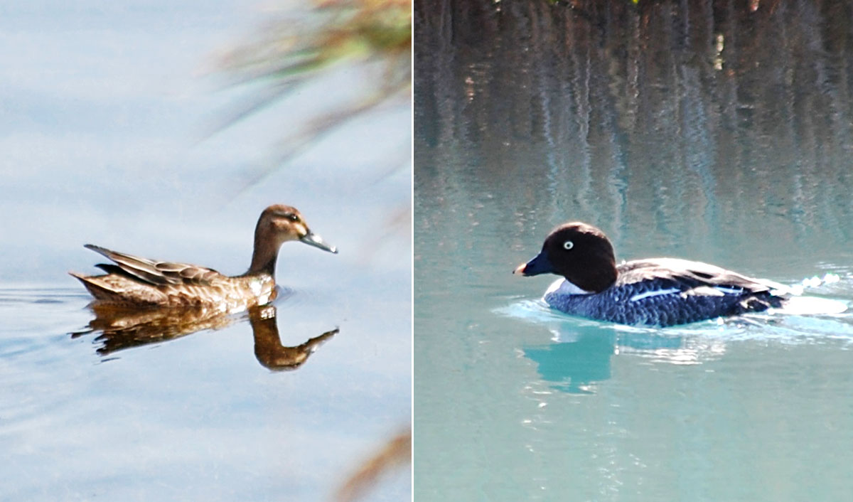 Hazar ýakasynda gyşlan guşlar barada  gyzykly maglumatlar we deňeşdirme seljermesi