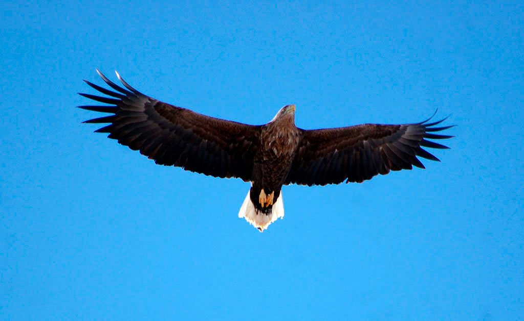 Bird population of Caspian region: Interesting fact 