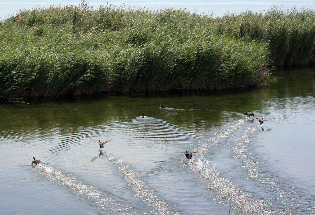 Bird population of Caspian region: Interesting fact 
