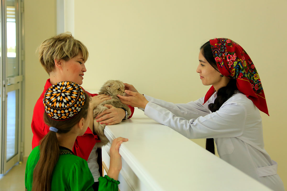 Vet clinic in Anau: New Word in service of home pets 