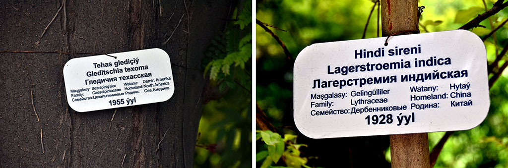 Green island in the heart of White city: New Life of Ashgabat botanic garden 