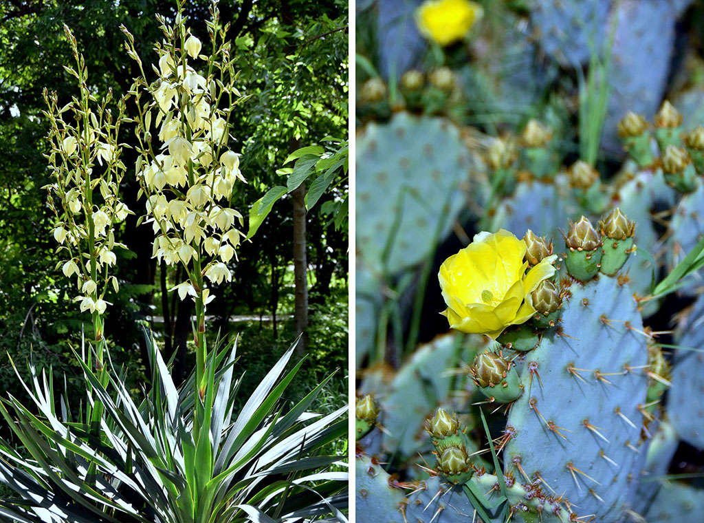 Green island in the heart of White city: New Life of Ashgabat botanic garden 