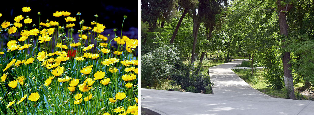 Green island in the heart of White city: New Life of Ashgabat botanic garden 