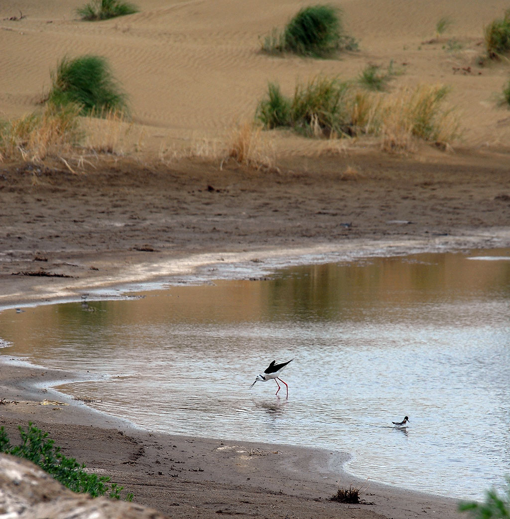 State policy in environment protection in the agenda of the Forum