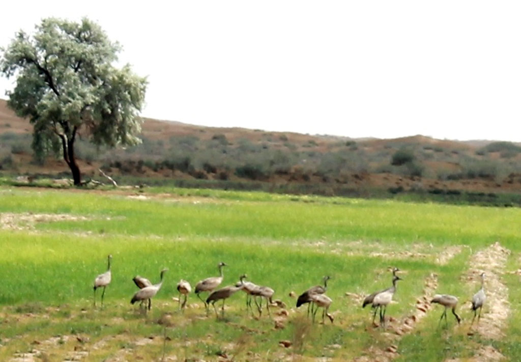 Journey to preserved world of the Karakum Desert: Natural attractions and some history