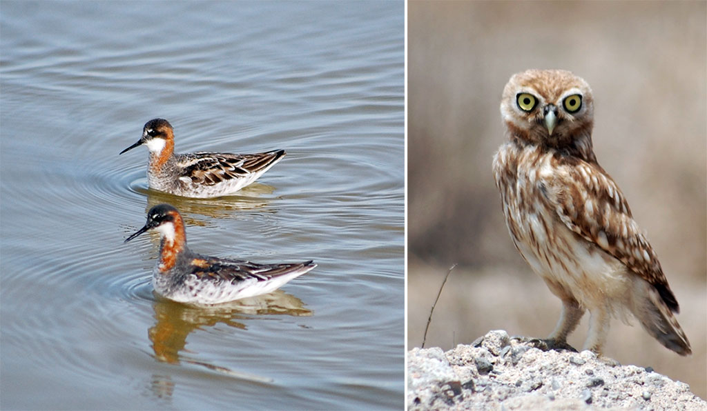 Garagumyň gözellik dünýäsine syýahat  