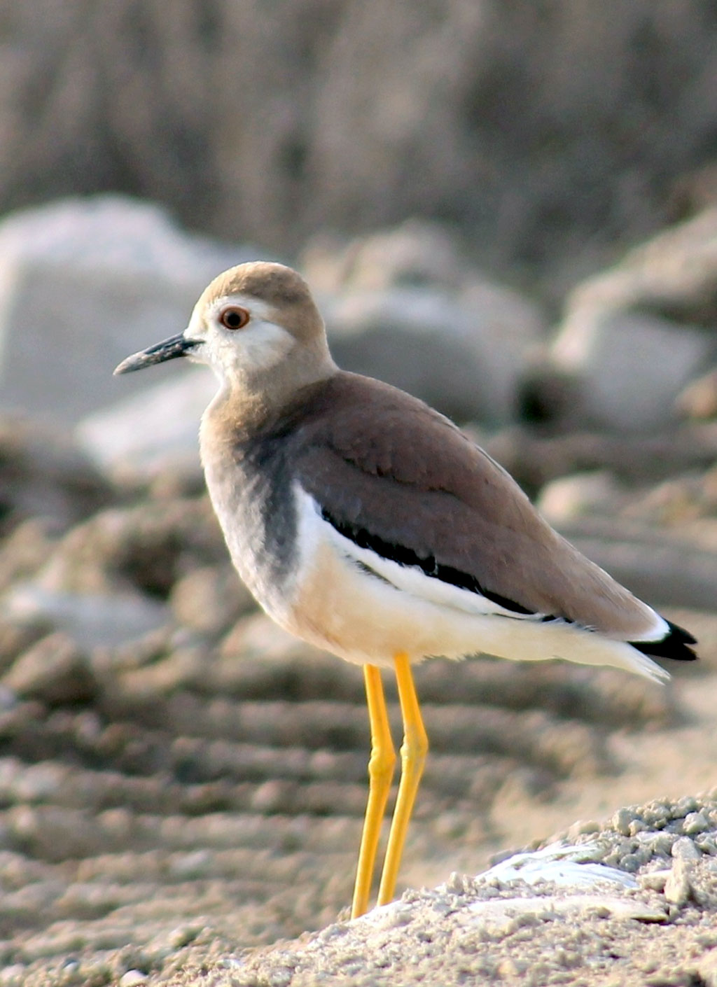 Journey to presented world of Karakum Desert: Zengi-baba Lakes