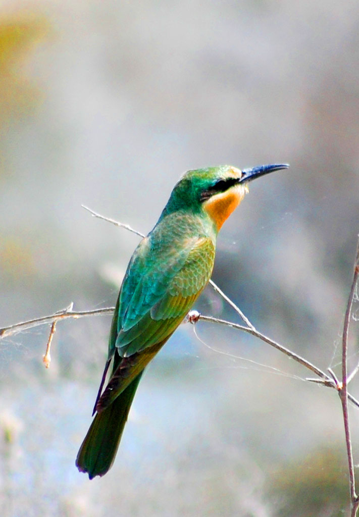  Türkmen tebigatynyň gözellik dünýäsine syýahat: Sarygamyş çäkli goraghanasy  