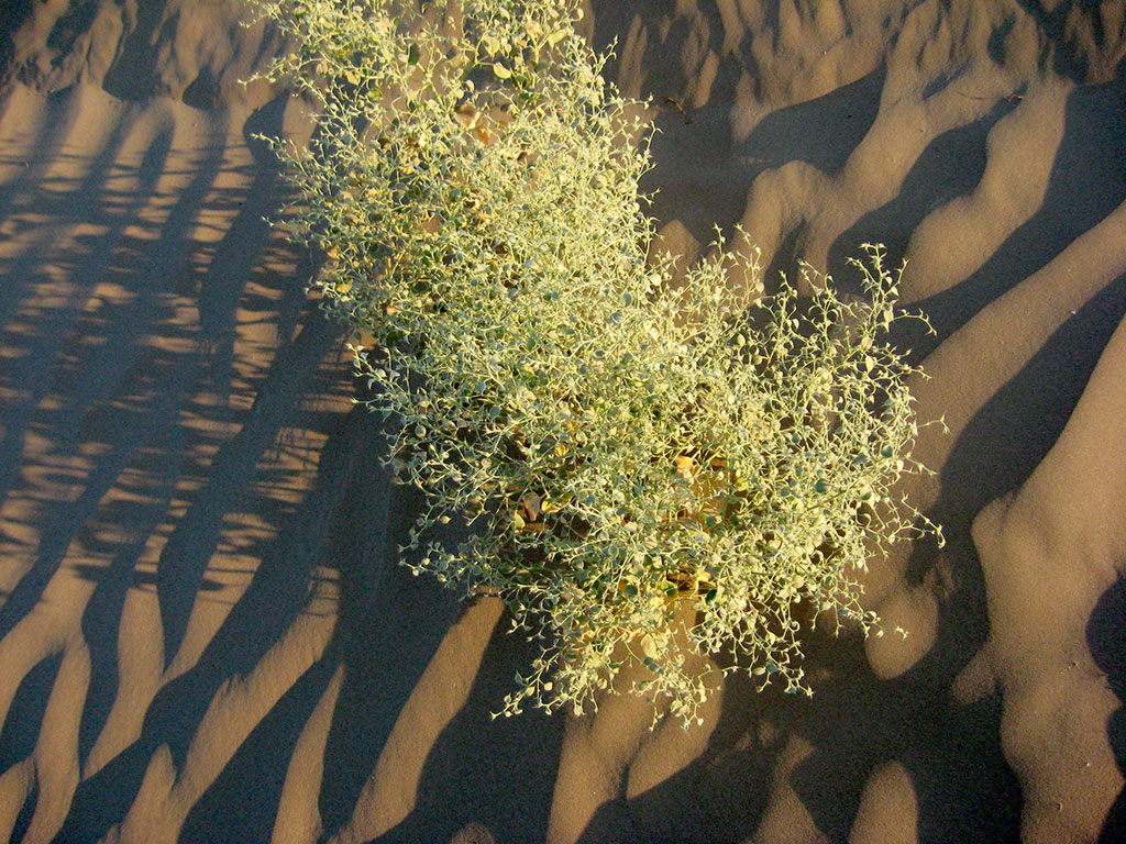 Vectors of ecological policy: National interests and international cooperation