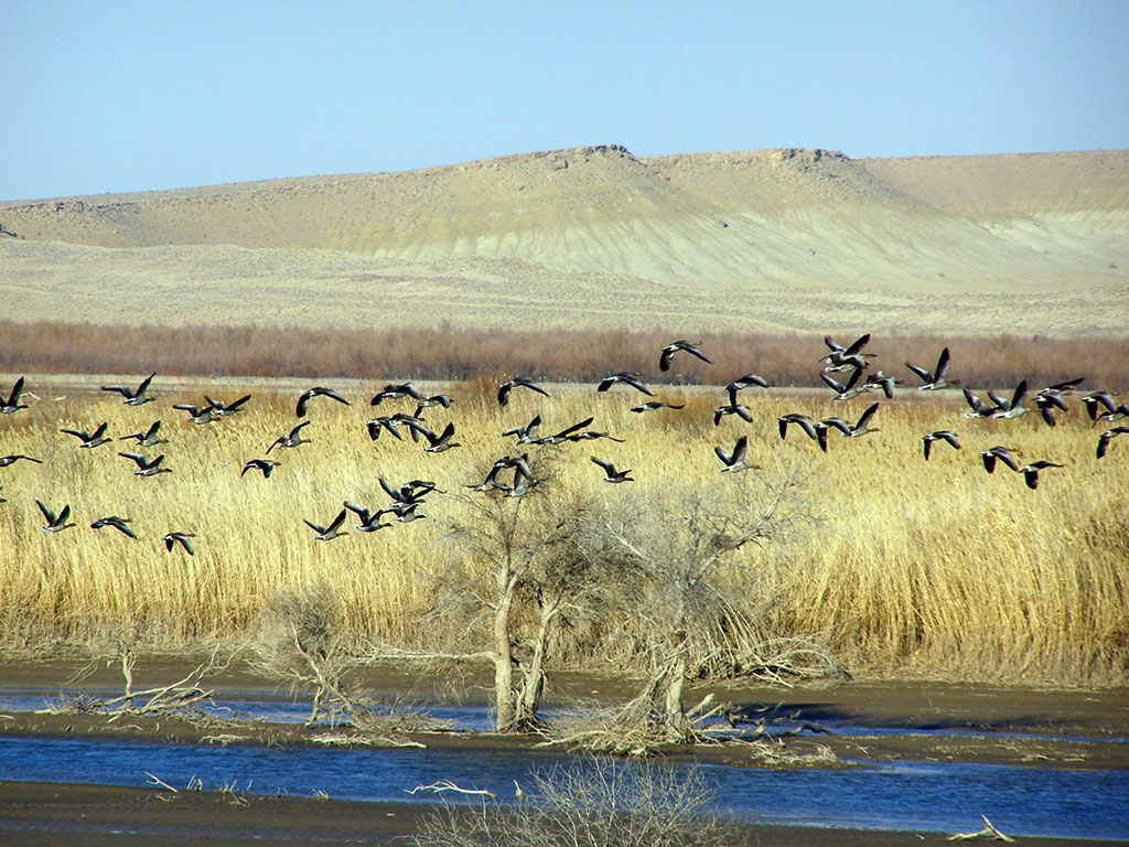 Vectors of ecological diplomacy: protection of biodiversity