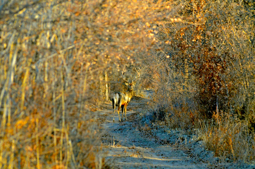 Vectors of ecological diplomacy: protection of biodiversity