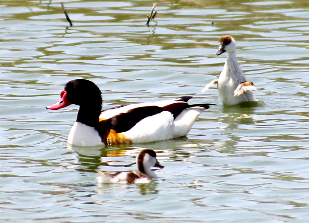 Vectors of ecological diplomacy: protection of biodiversity