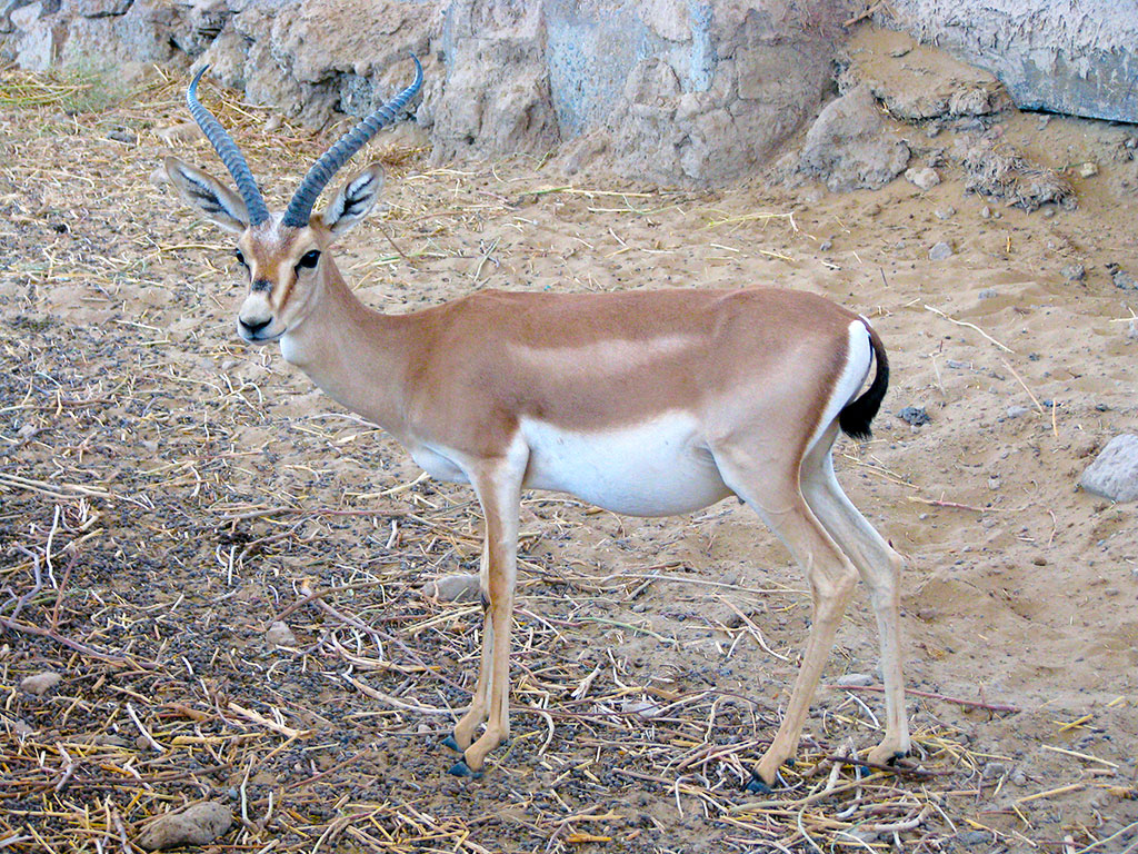 Vectors of ecological diplomacy: protection of biodiversity