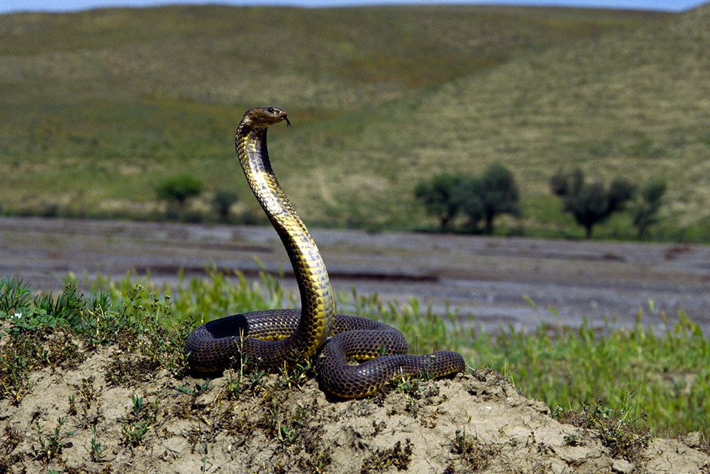 Turkmenistan plans to accede to the Nagoya Protocol to the UN Convention on Biological Diversity 