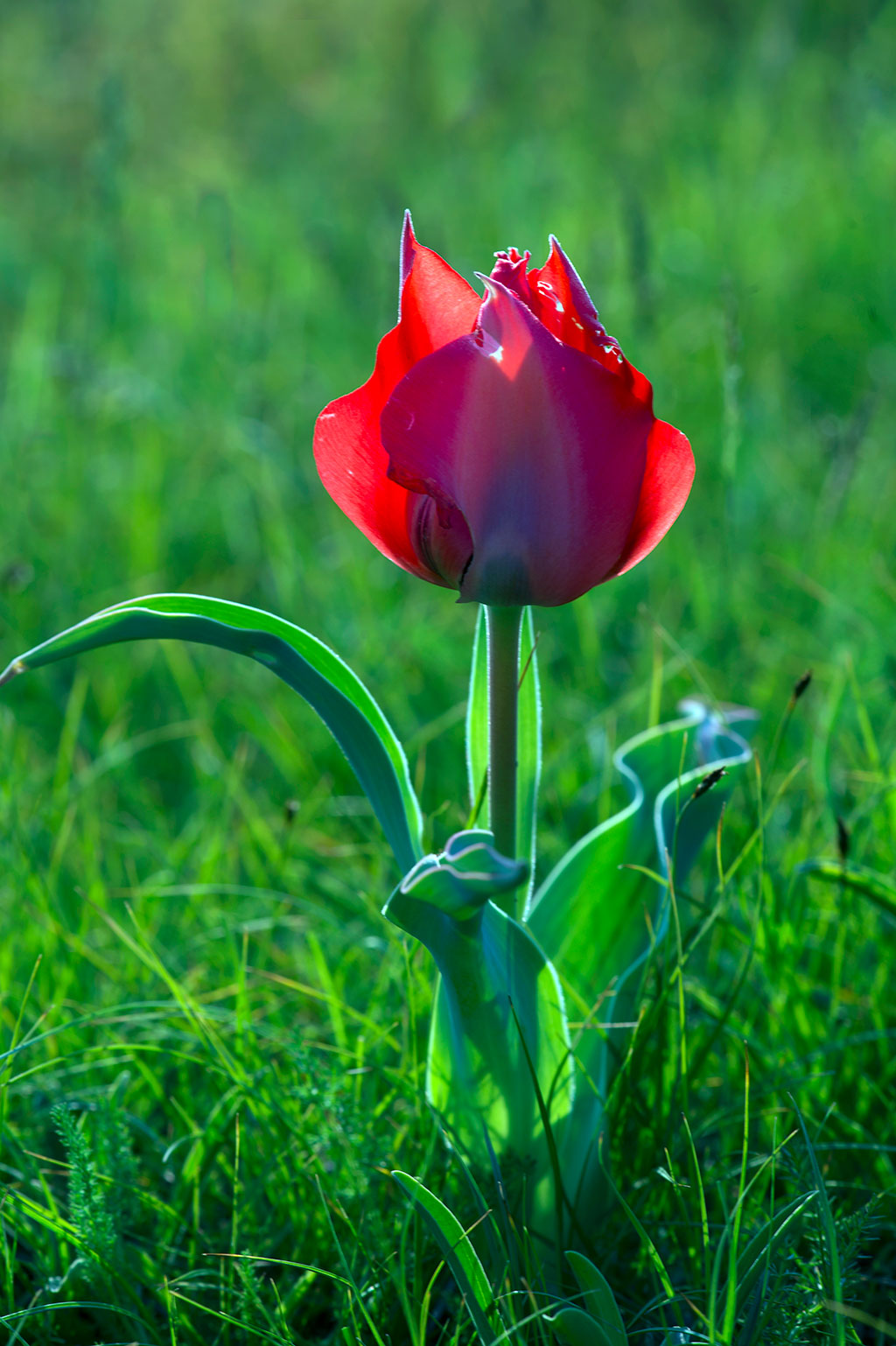Turkmenistan plans to accede to the Nagoya Protocol to the UN Convention on Biological Diversity 