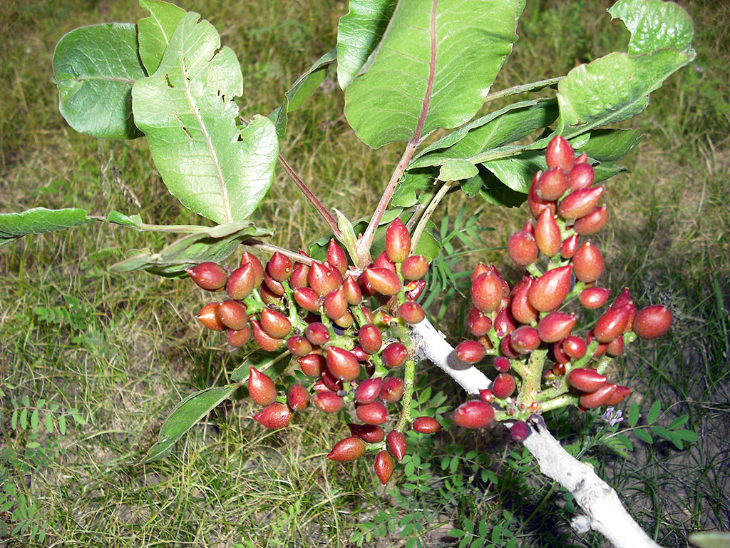 Turkmenistan plans to accede to the Nagoya Protocol to the UN Convention on Biological Diversity 