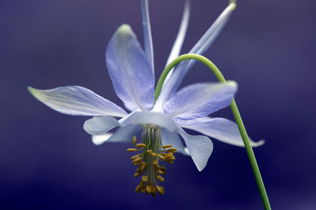 Turkmenistan plans to accede to the Nagoya Protocol to the UN Convention on Biological Diversity 