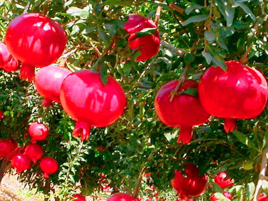 Turkmenistan plans to accede to the Nagoya Protocol to the UN Convention on Biological Diversity 