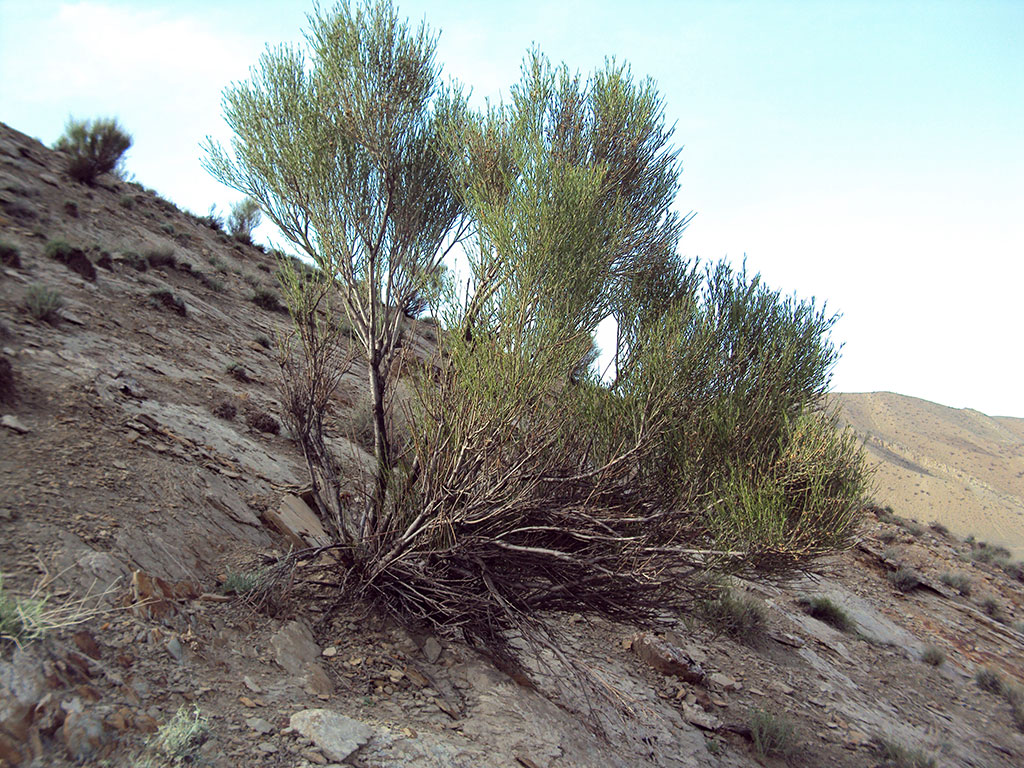 Türkmenistan BMG-nyň biologik köpdürlülik barada Konwensiýasynyň Nagoýa Teswirnamasyna goşulmagy göz öňünde tutýar
