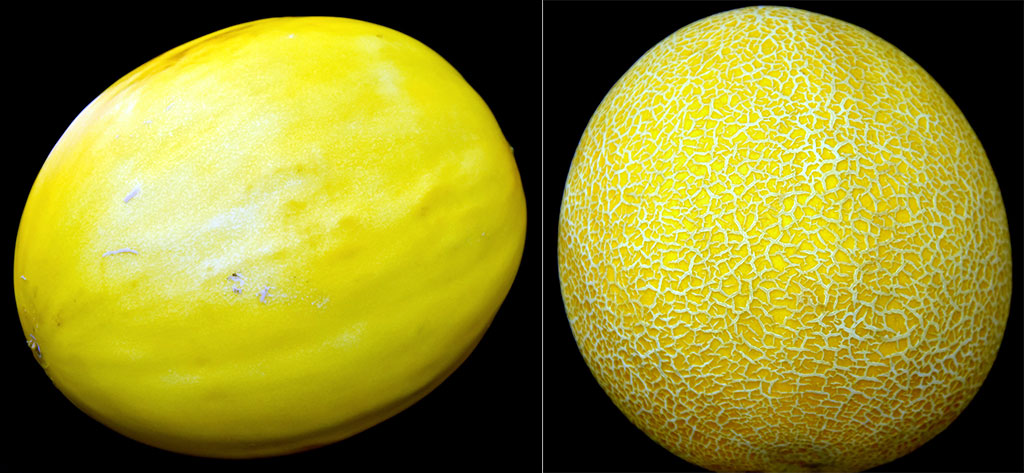 Melon chips from Ter Önum: Diversification of business