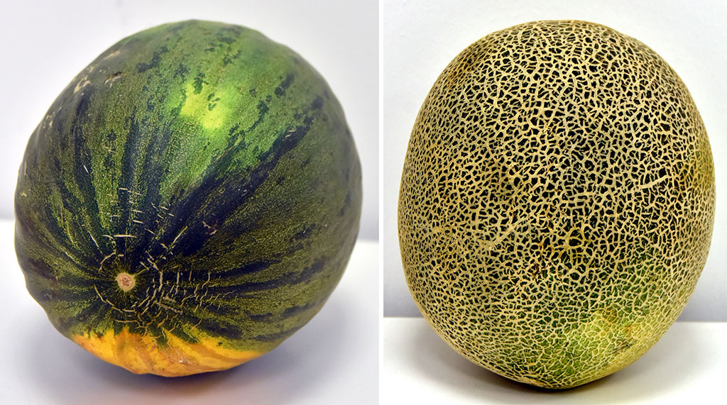 Melon chips from Ter Önum: Diversification of business