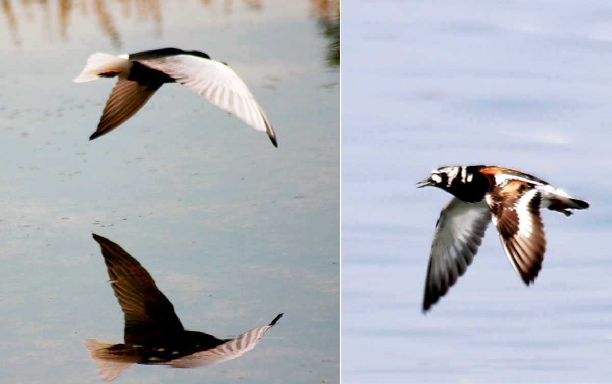 Türkmen tebigatynyň gözellik dünýäsine syýahat: Sarygamyş köli