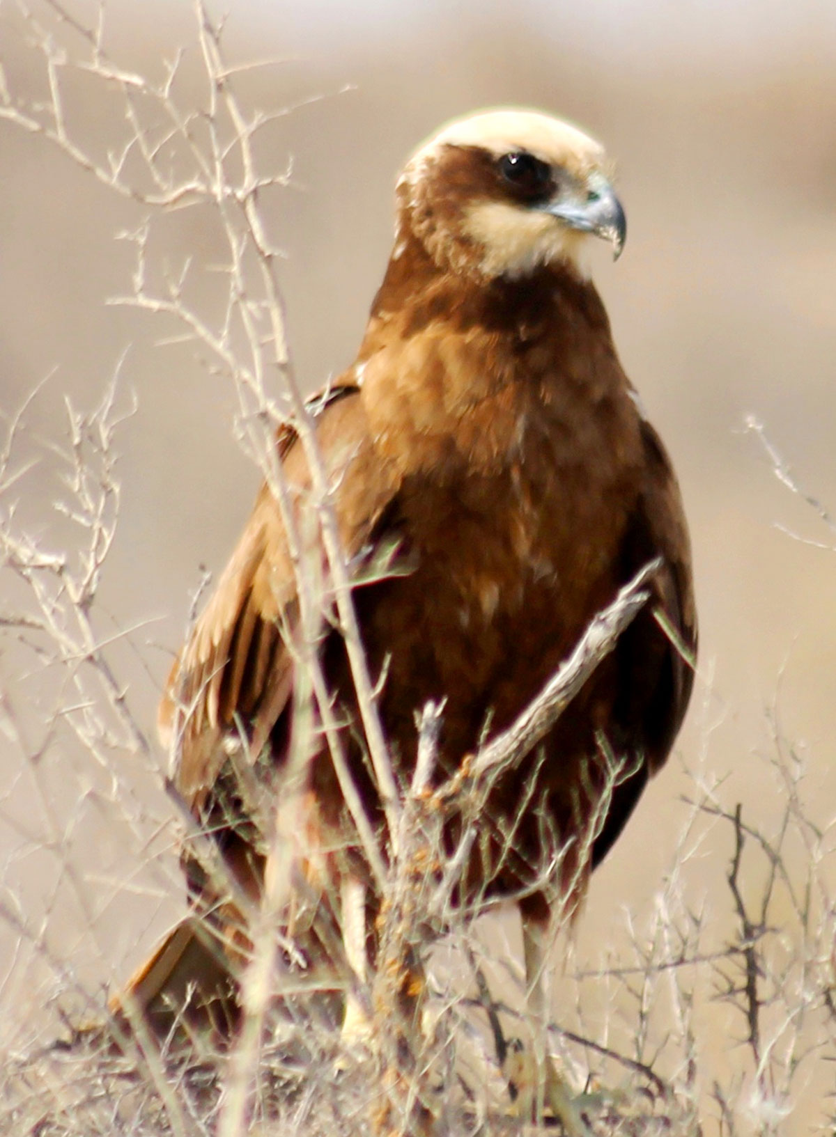 Türkmen tebigatynyň gözellik dünýäsine syýahat: Sarygamyş köli