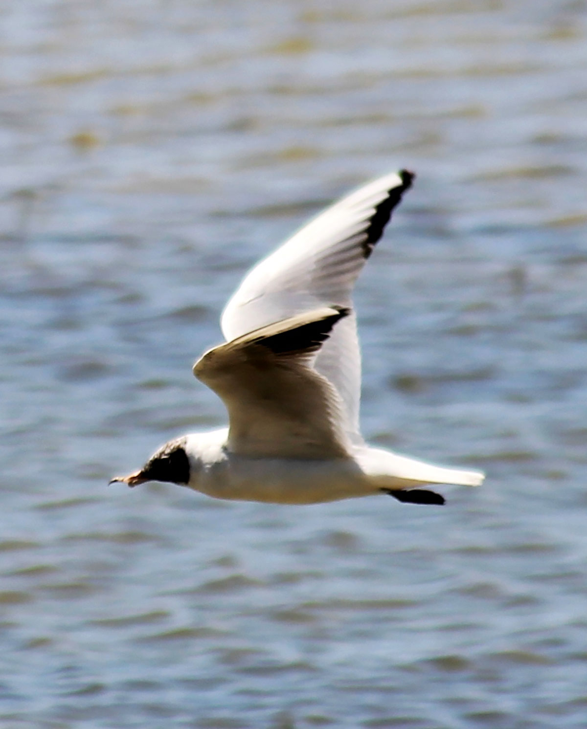 Türkmen tebigatynyň gözellik dünýäsine syýahat: Sarygamyş köli