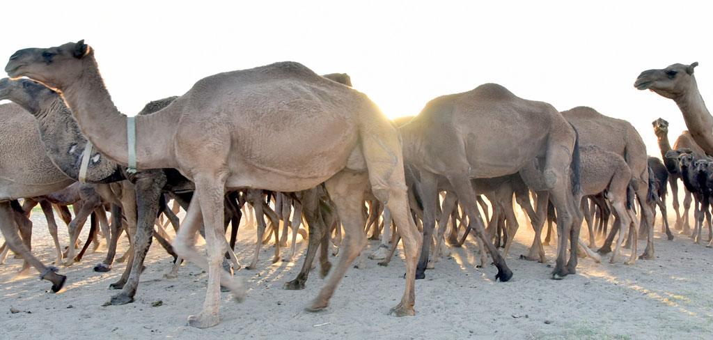  Düýedarçylyk: ýörelgeler we telekeçilik mümkinçilikleri