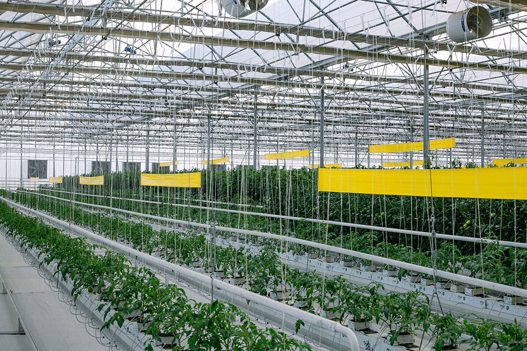 Greenhouses, innovative methods and jobs