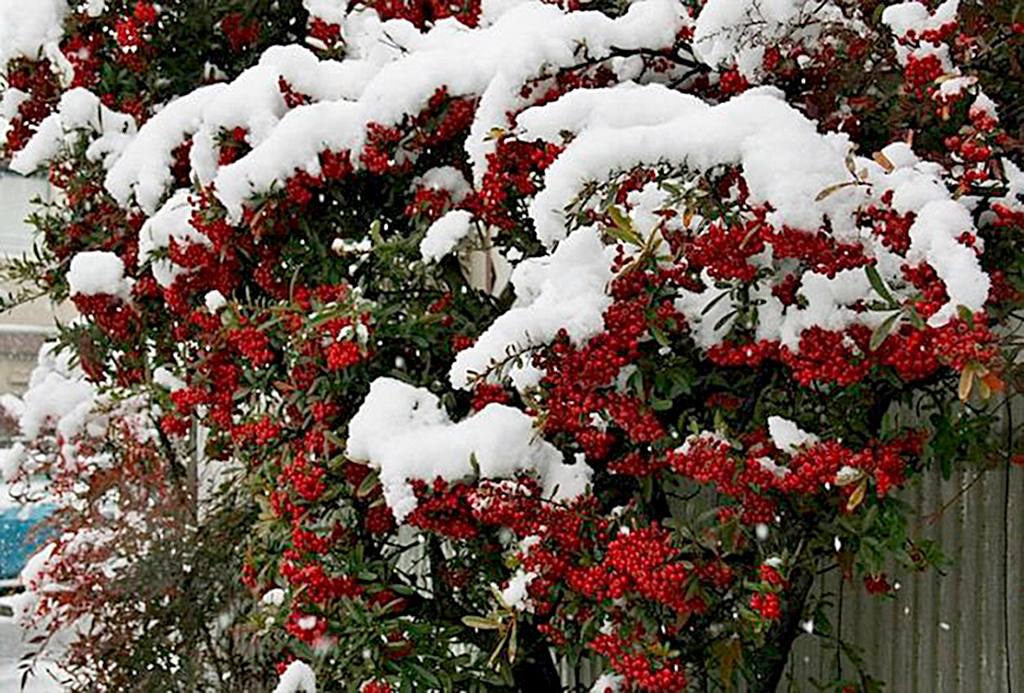 The City’s Green Necklace of Vegetation