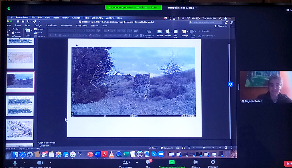 Scientists and experts focus on persian leopard