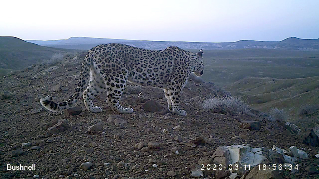 Scientists and experts focus on persian leopard