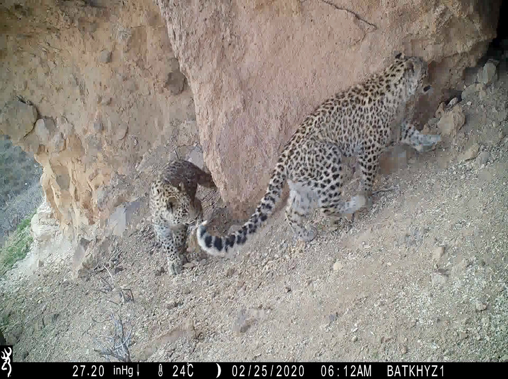 Scientists and experts focus on persian leopard