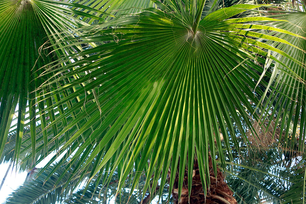 Christmas Star Makes No Haste to Open…