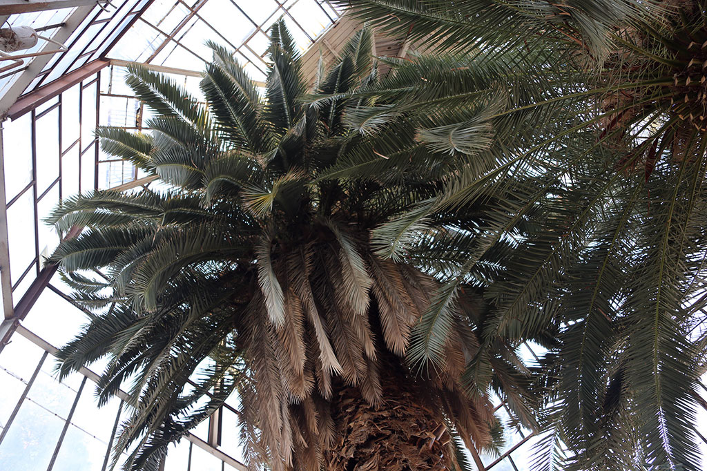 Christmas Star Makes No Haste to Open…