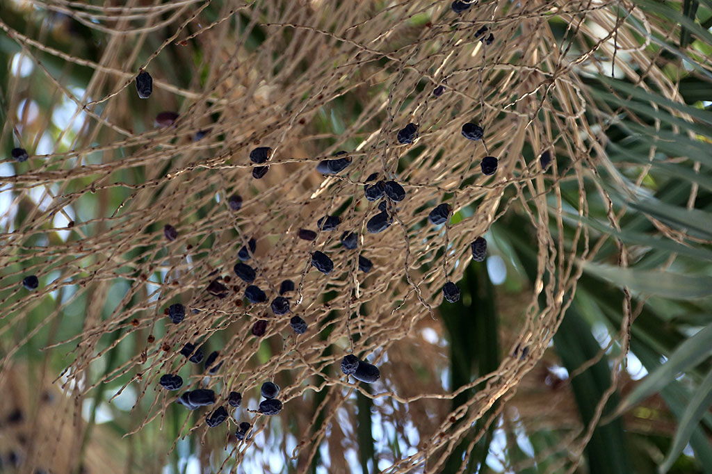 Christmas Star Makes No Haste to Open…